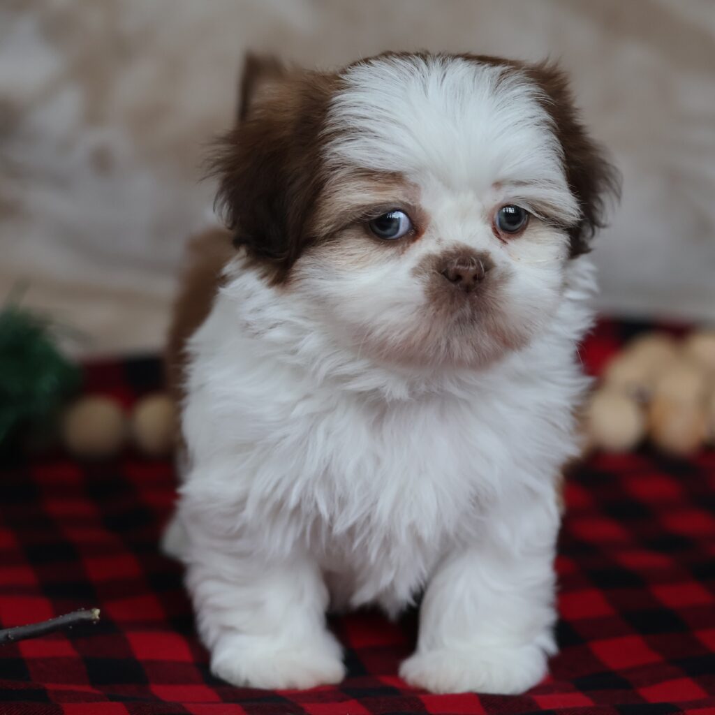 shitzu puppies for sale