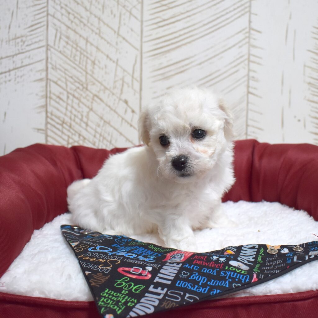 white bichon frise