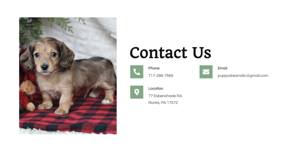 Contact Us Puppy Dreams