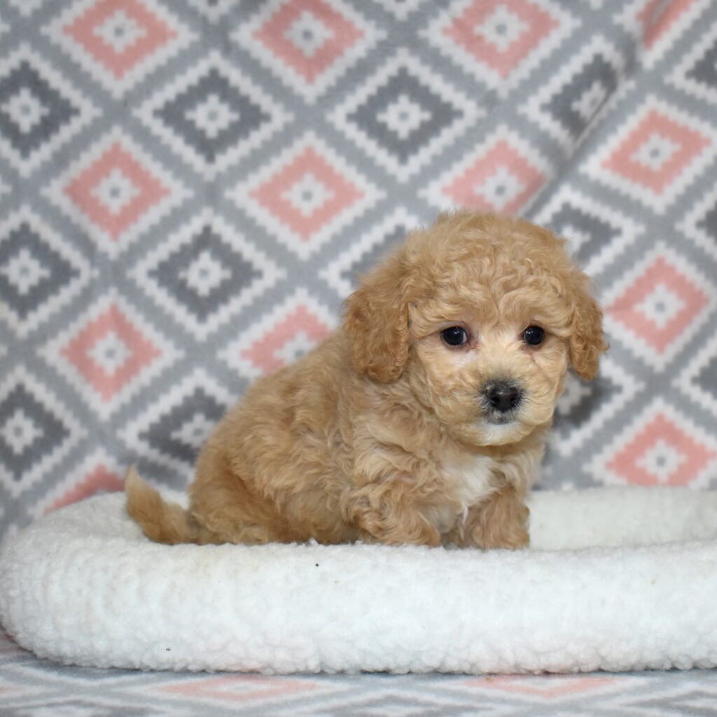 bichpoo puppy