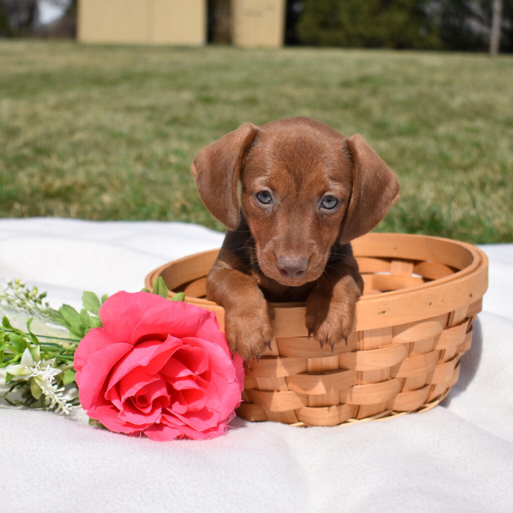 adorable dachshund puppies lancaster pa
