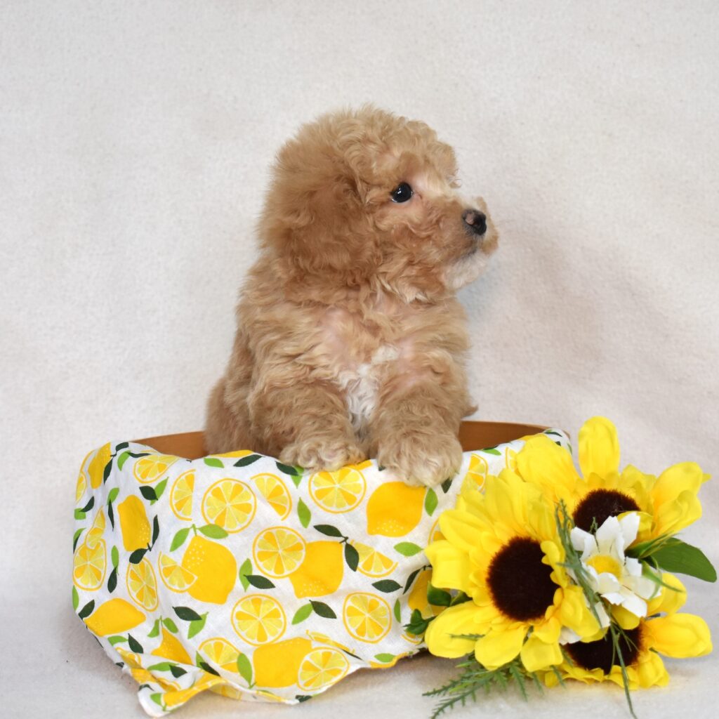 bichpoo puppies for adoption near me