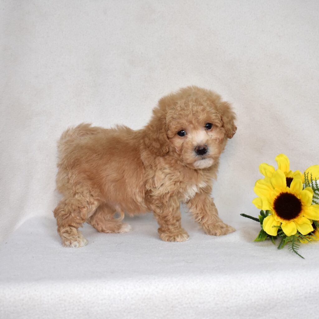 bichpoo puppies for sale near me