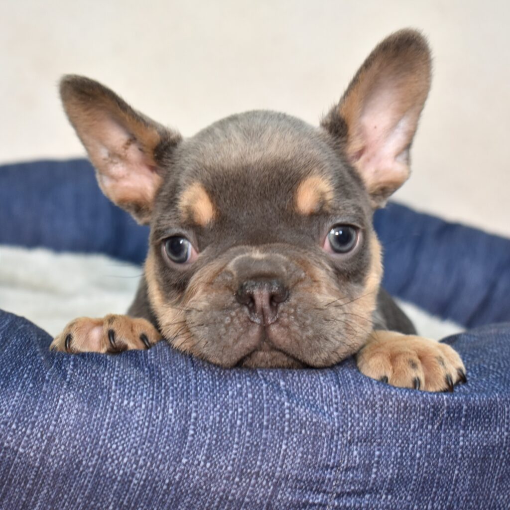 black and tan frenchie for sale