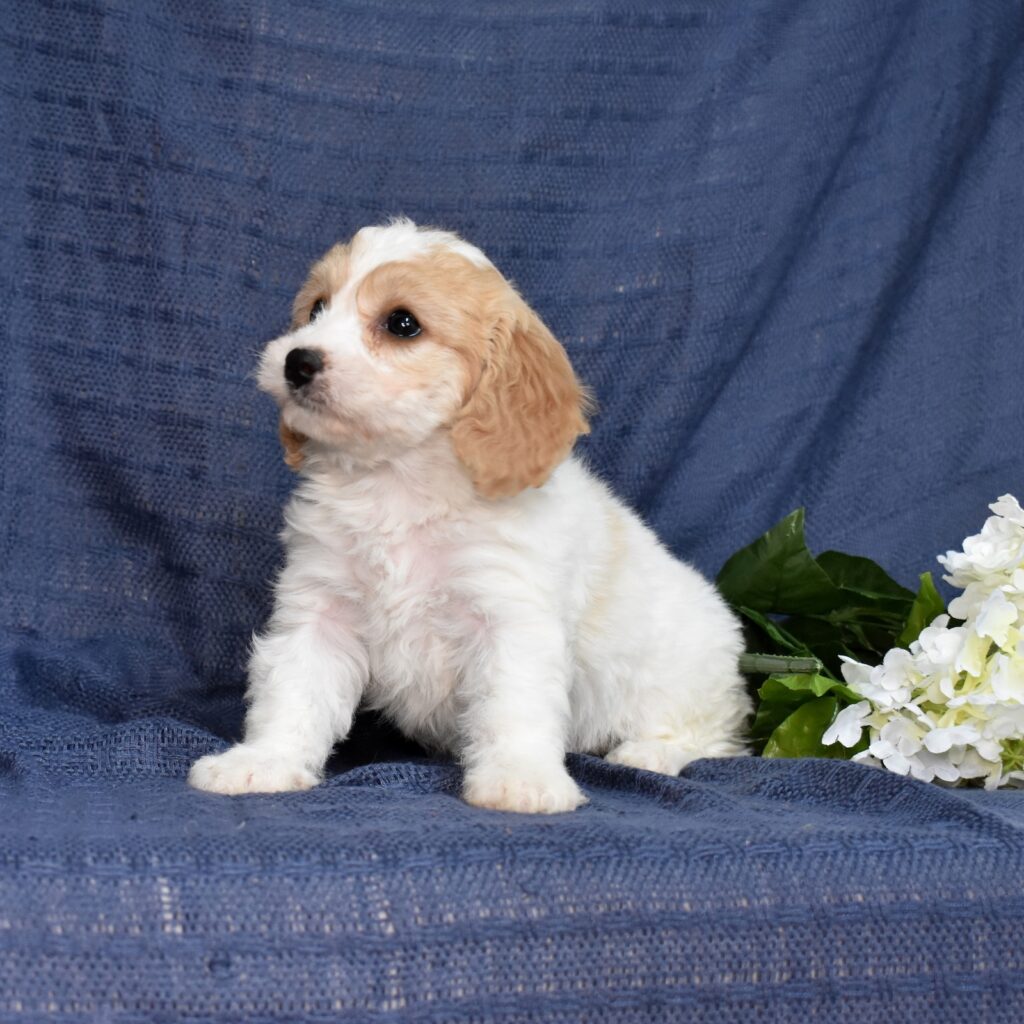cavachon breeders near me