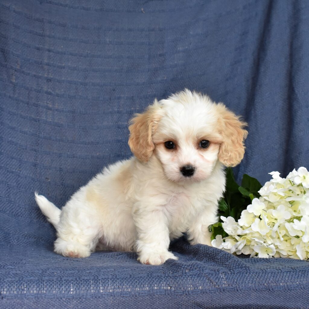 cavachon dog