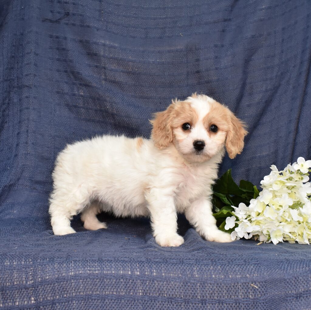 cavachons