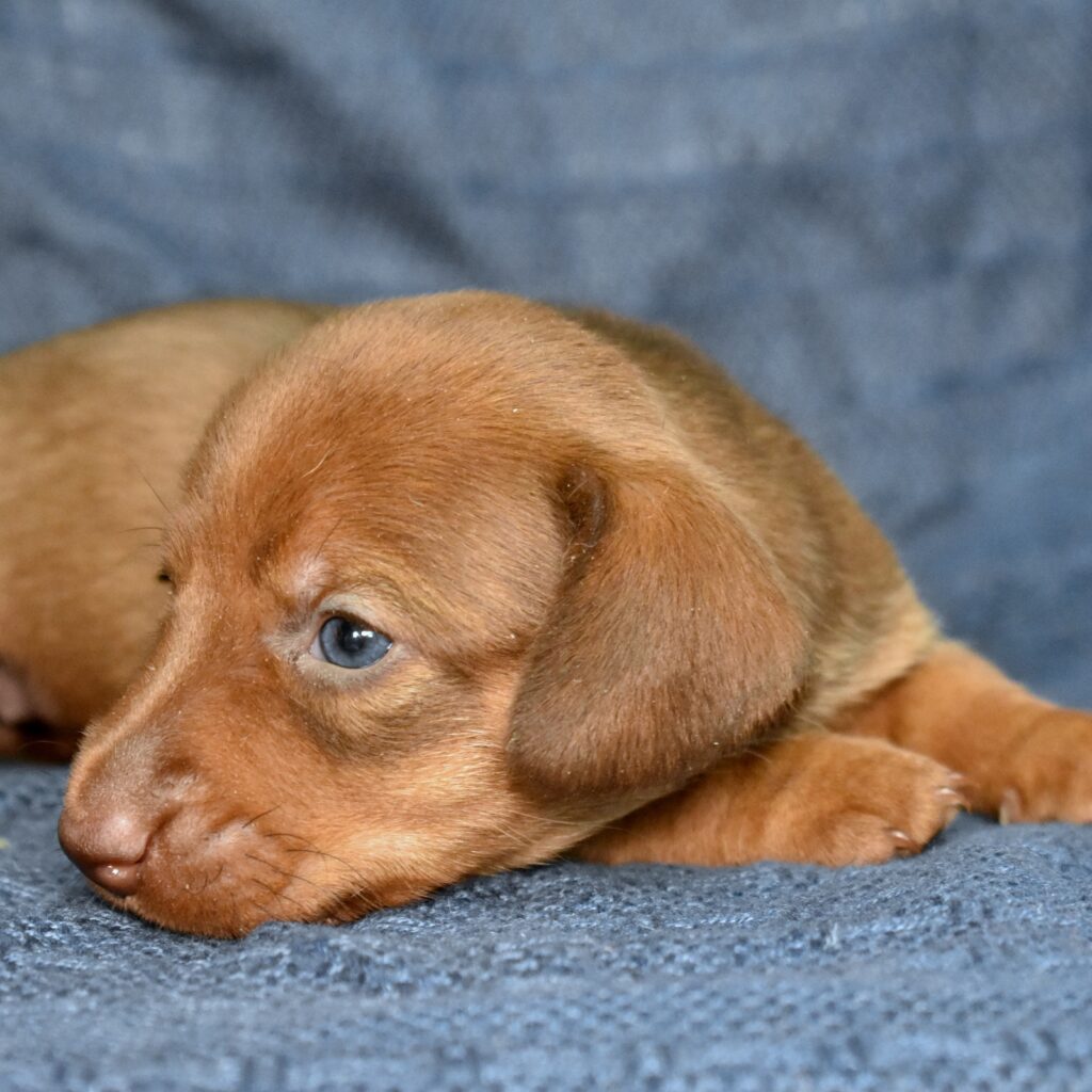 dachshund sausage dog for sale