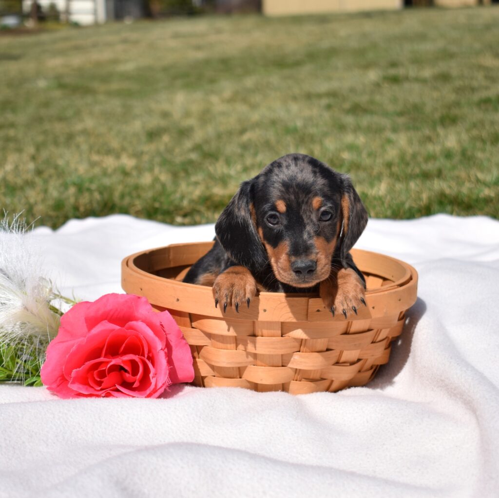 dachshunds for sale near me in lancaster pa