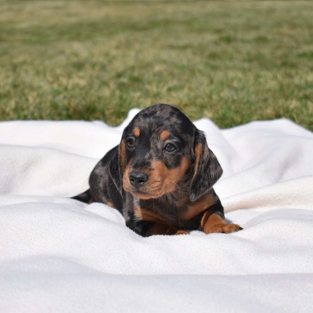dachshunds for sale near me lancaster pa
