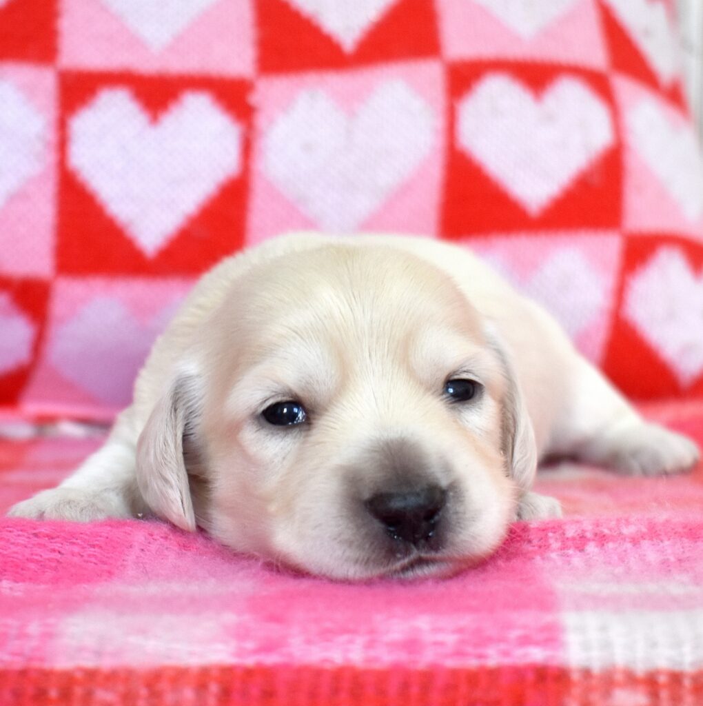 english cream dachshund for sale