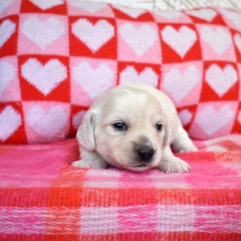 english cream dachshunds
