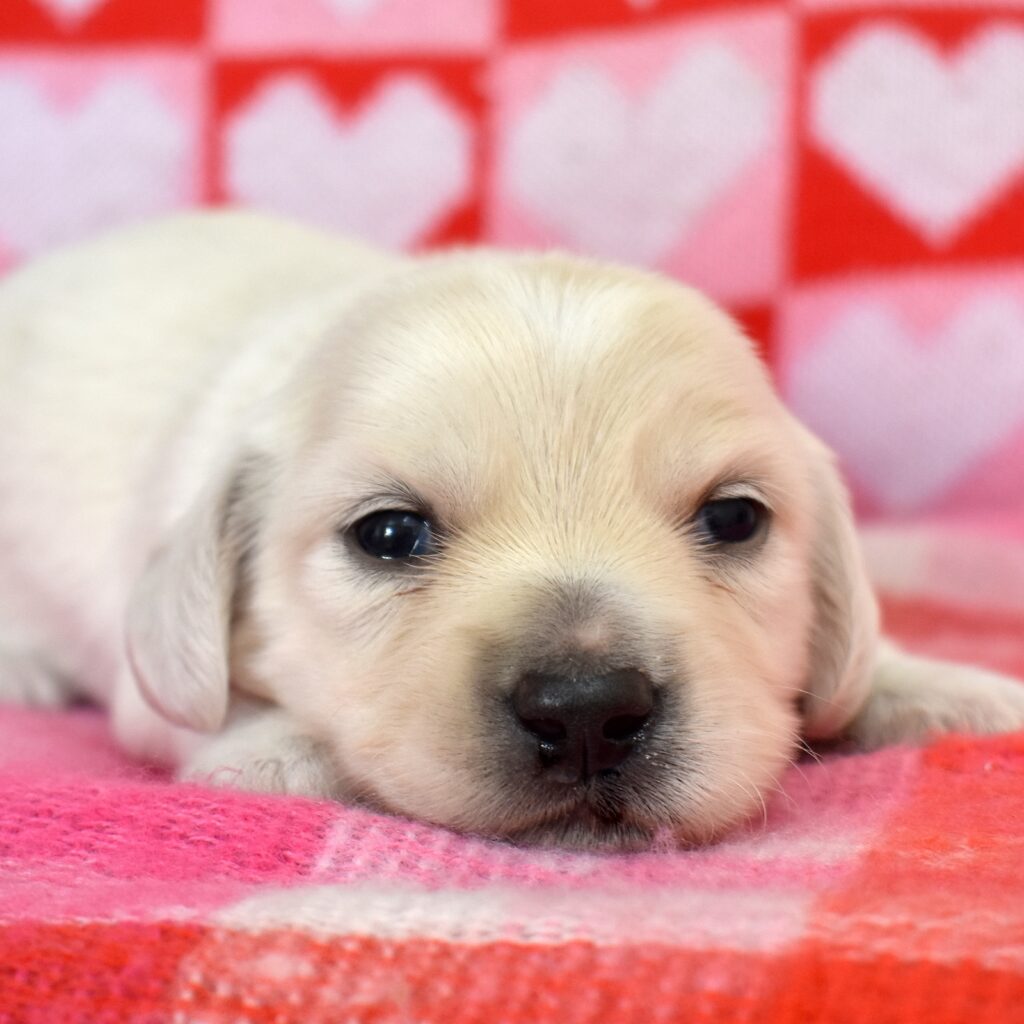 english cream mini dachshund for sale