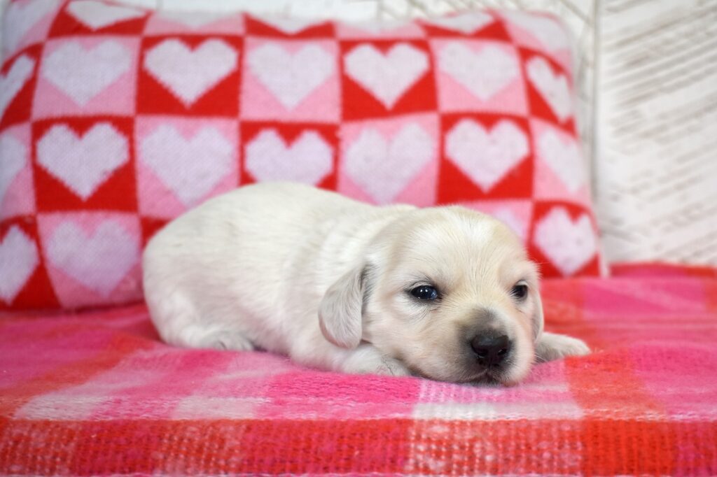 english cream miniature dachshund