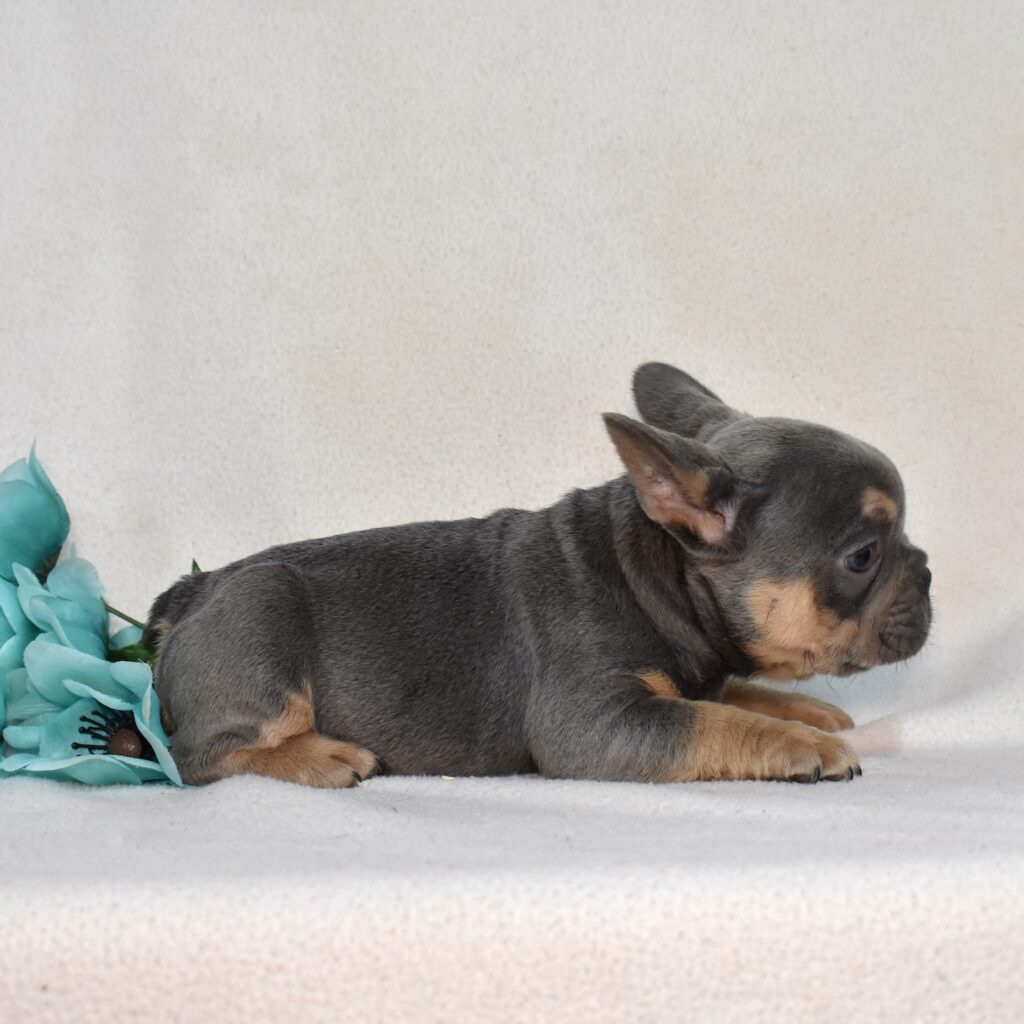 french bull dogs for sale