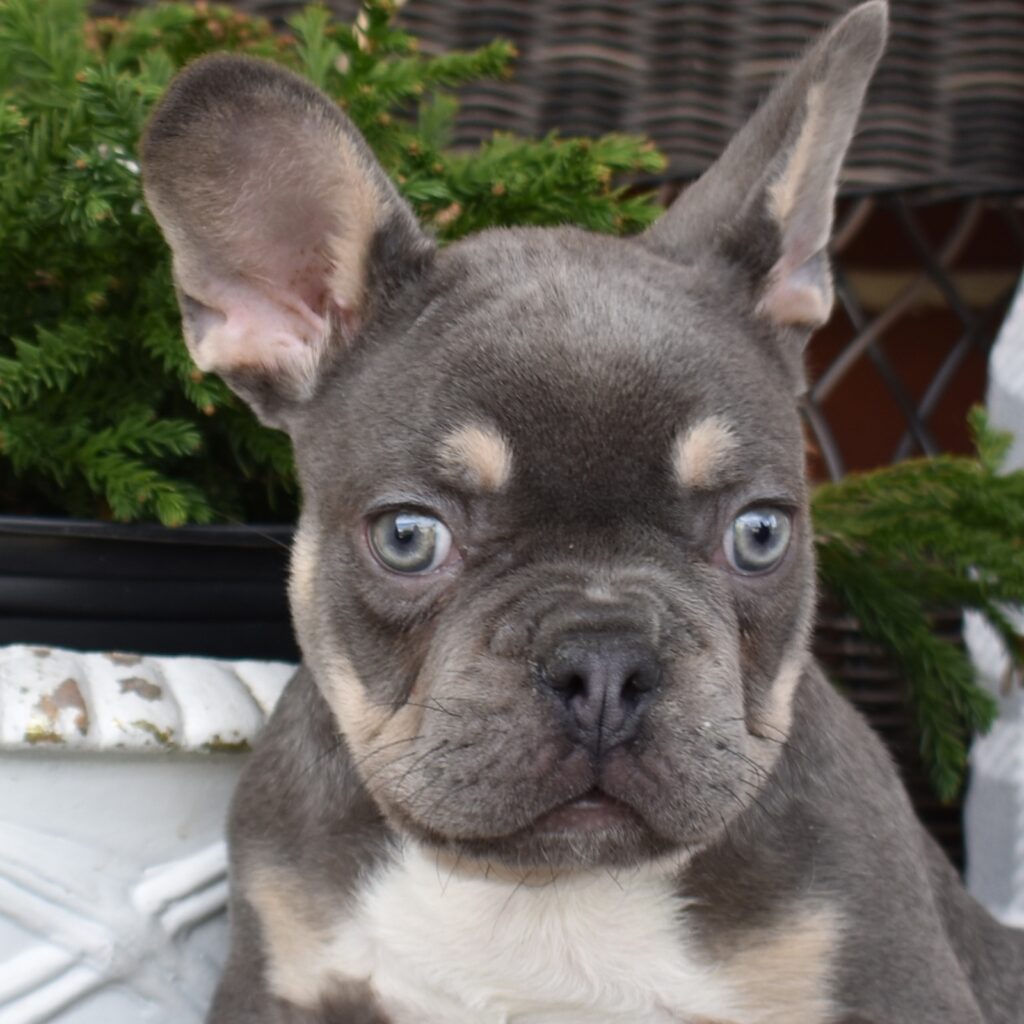 frenchie breeders lancaster pa