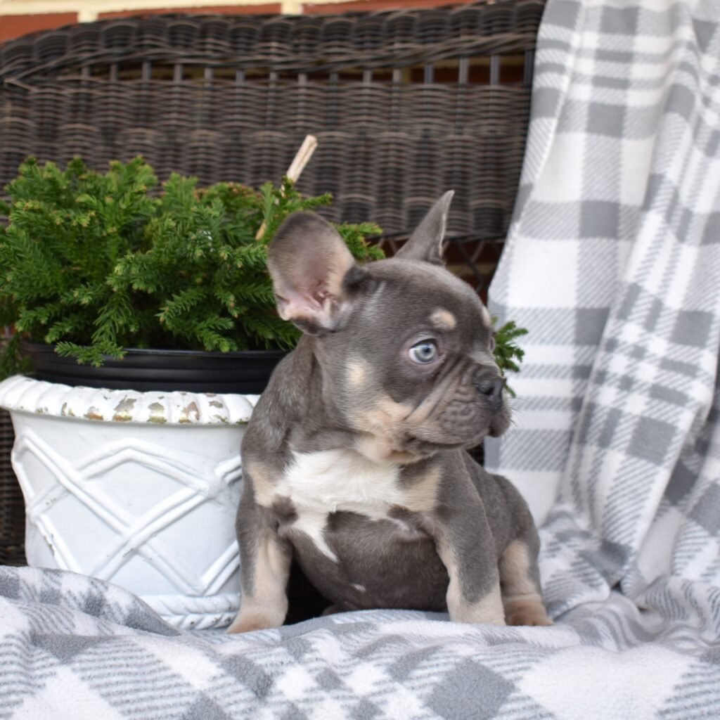 frenchie breeders near me