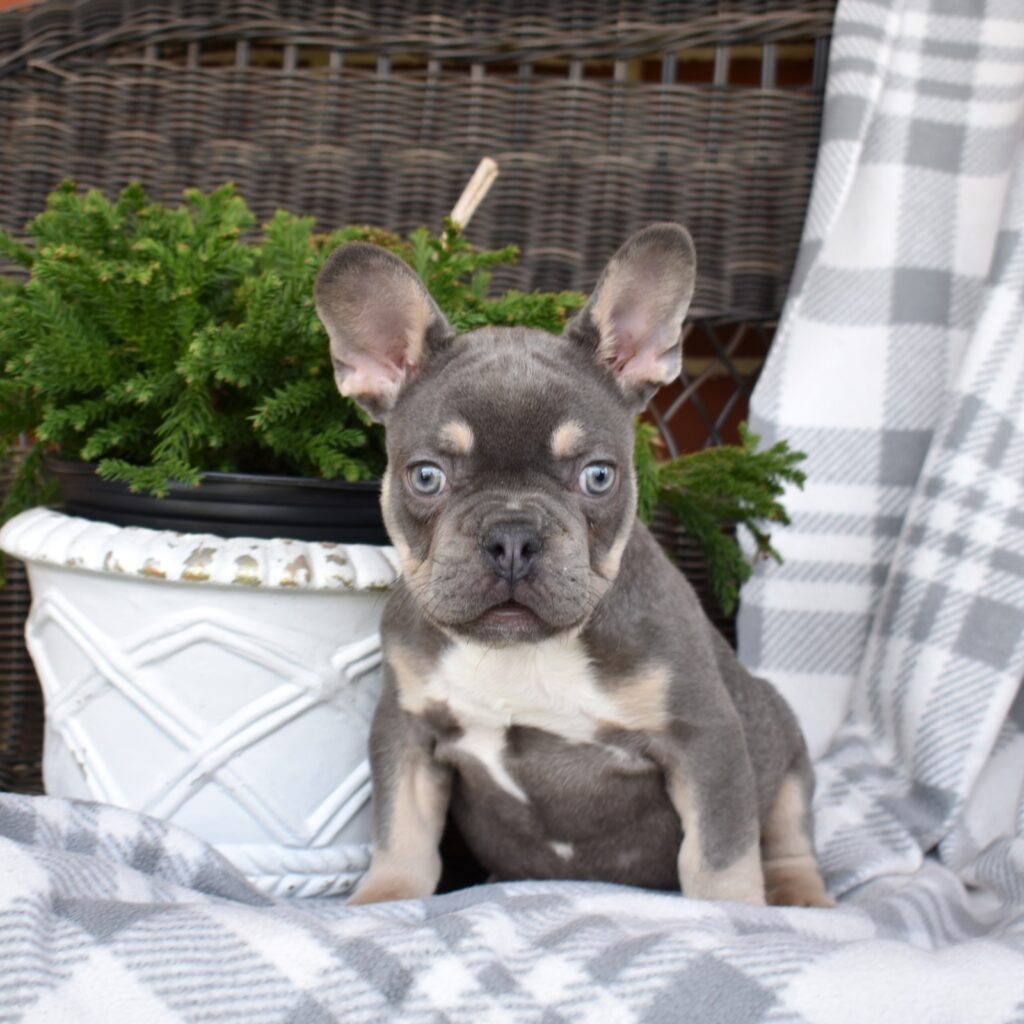 frenchie breeders pa