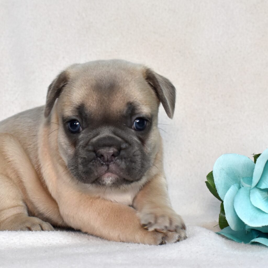 frenchies