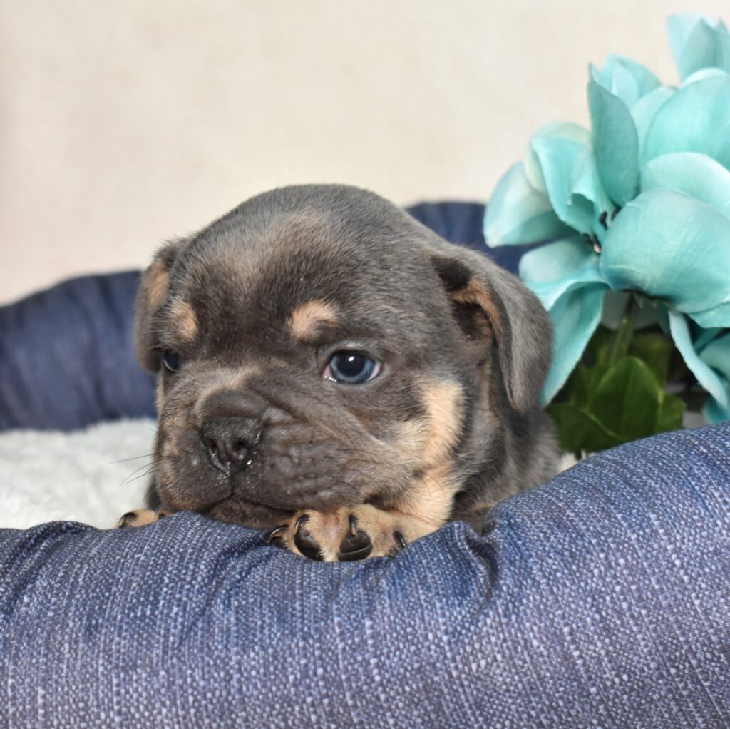 frenchies for sale near me