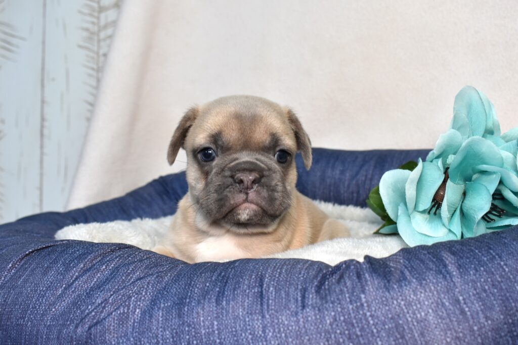 frenchies french bulldog