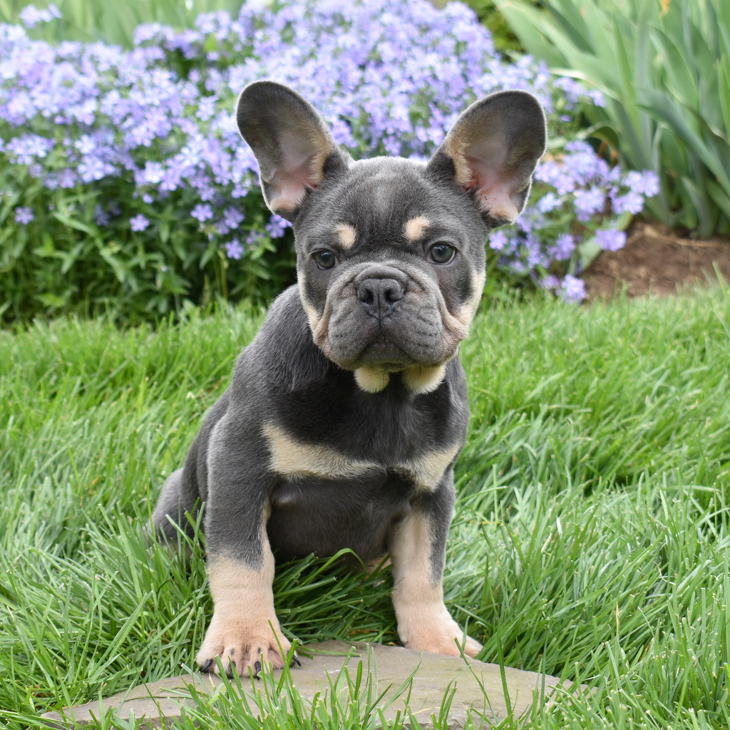 frenchy puppy for sale lancaster