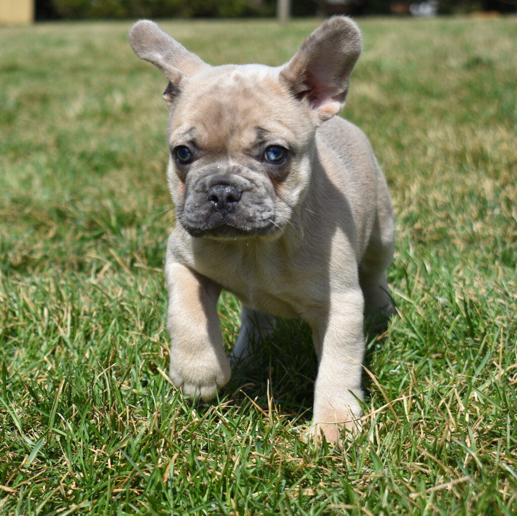 merle frenchie puppy for sale