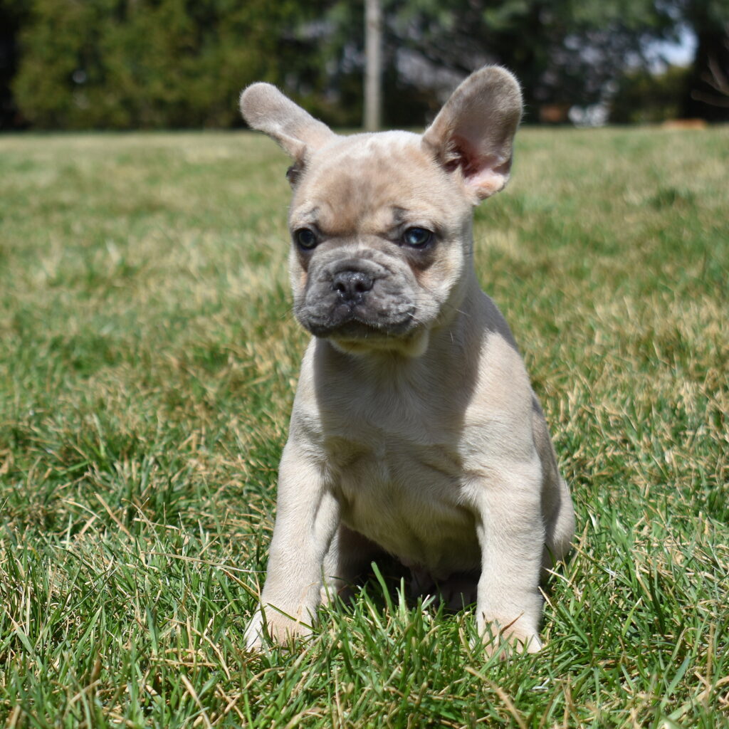 merle frenchie puppy near me
