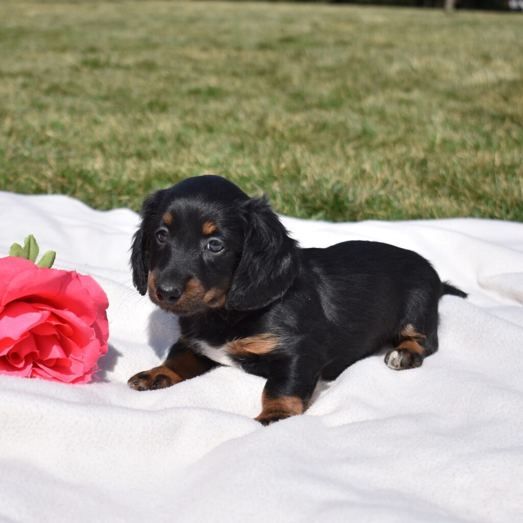mini dachshund for sale