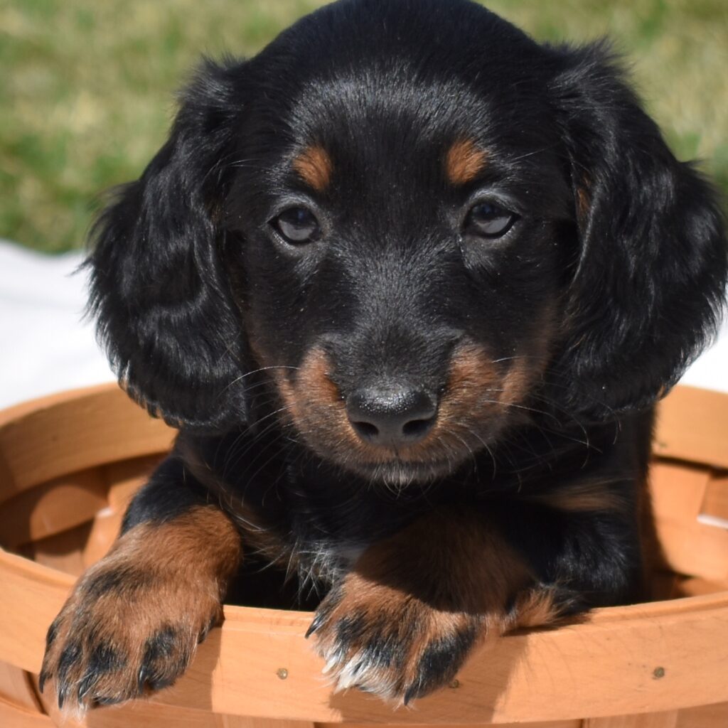 mini dachshund for sale black and tan