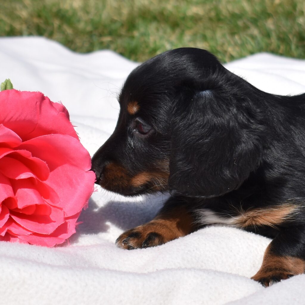 mini dachshund for sale near me