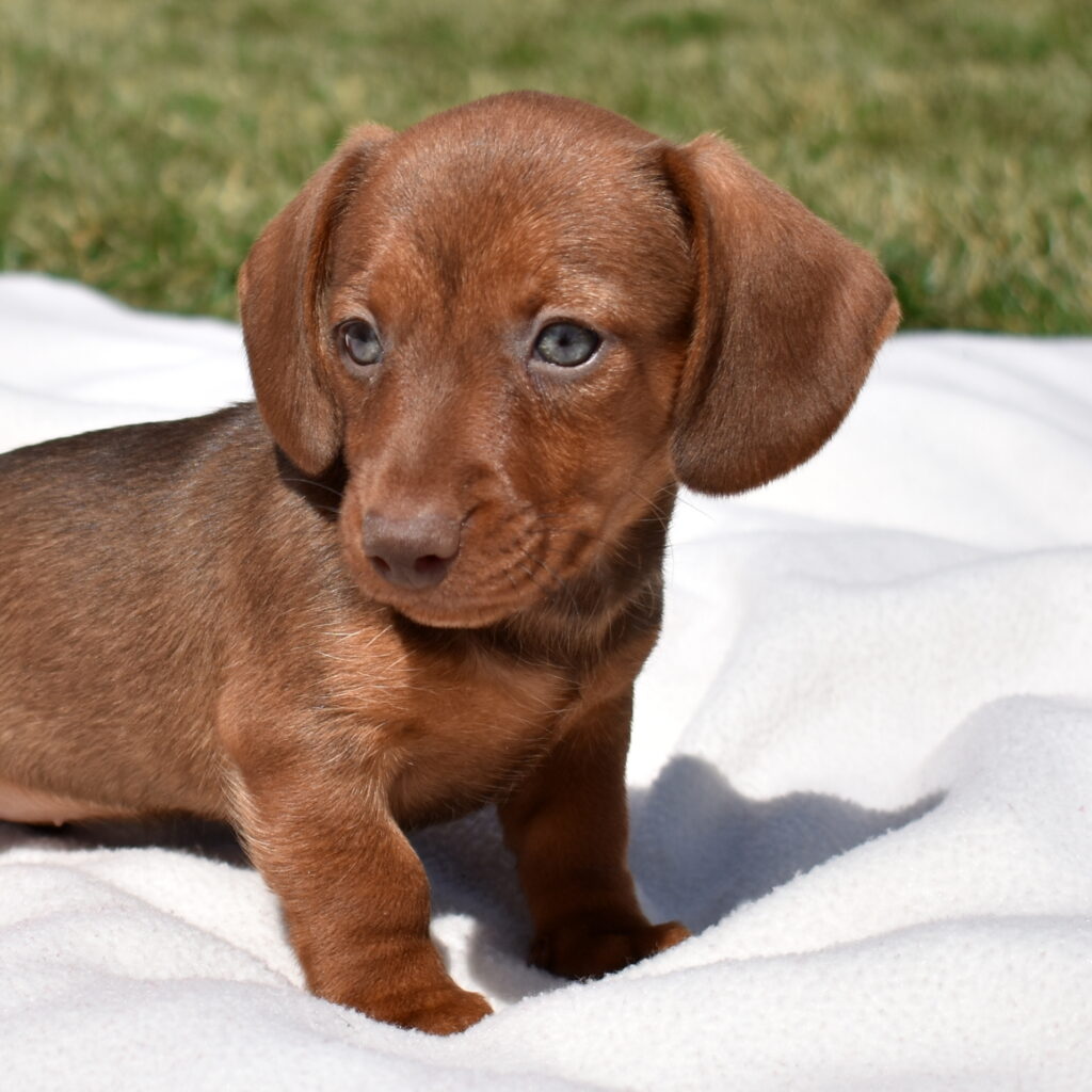 mini dachshund puppies lancaster pa