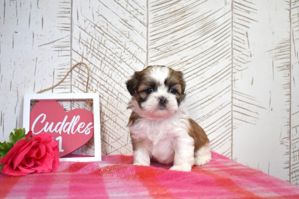 mini shih tzu