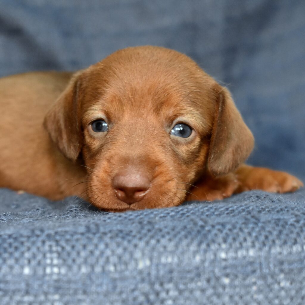 miniature dachshund
