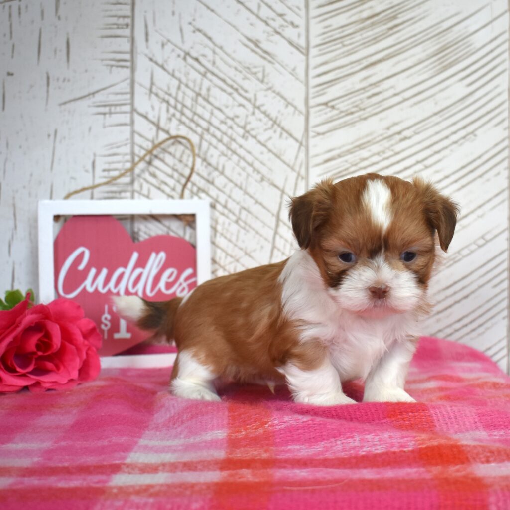 shih tzu breeders puppies for sale