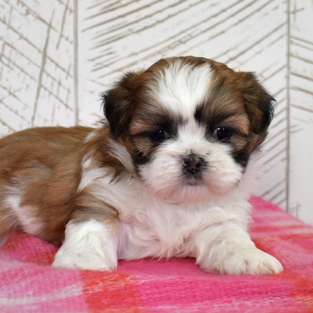 shih tzu for sale
