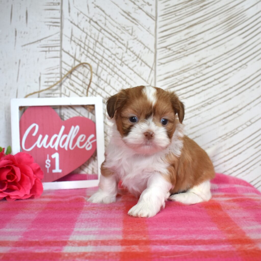 shih tzu puppies