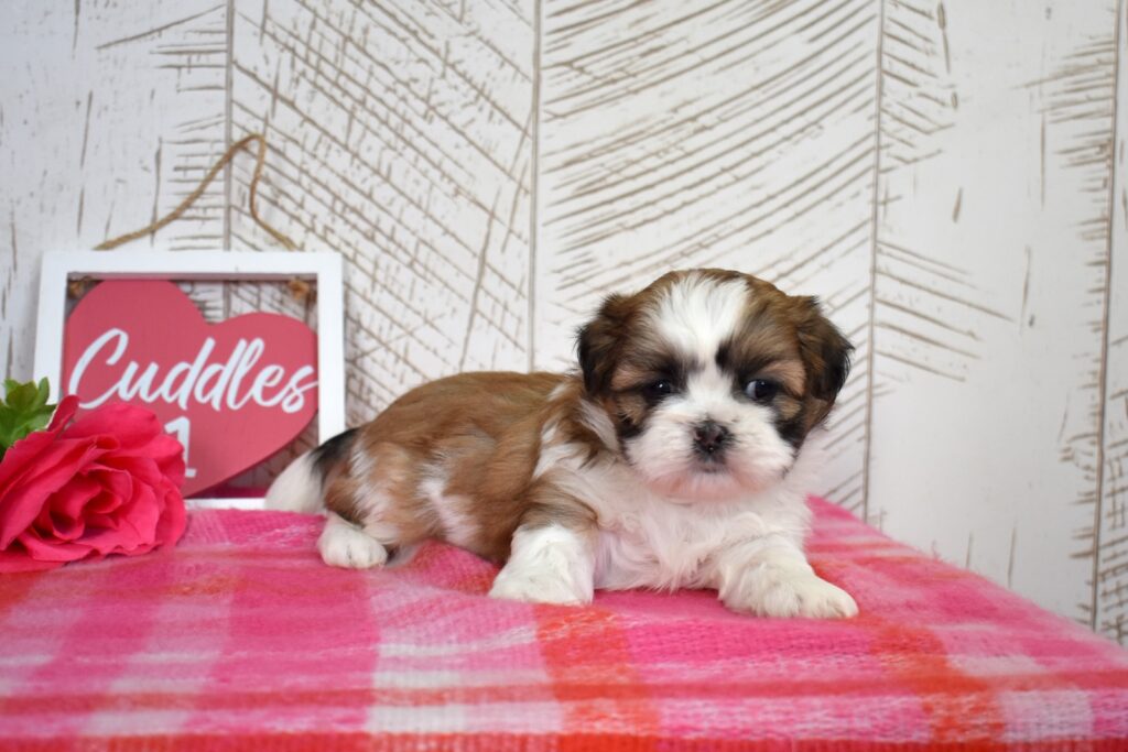 shih tzu puppies for sale near me