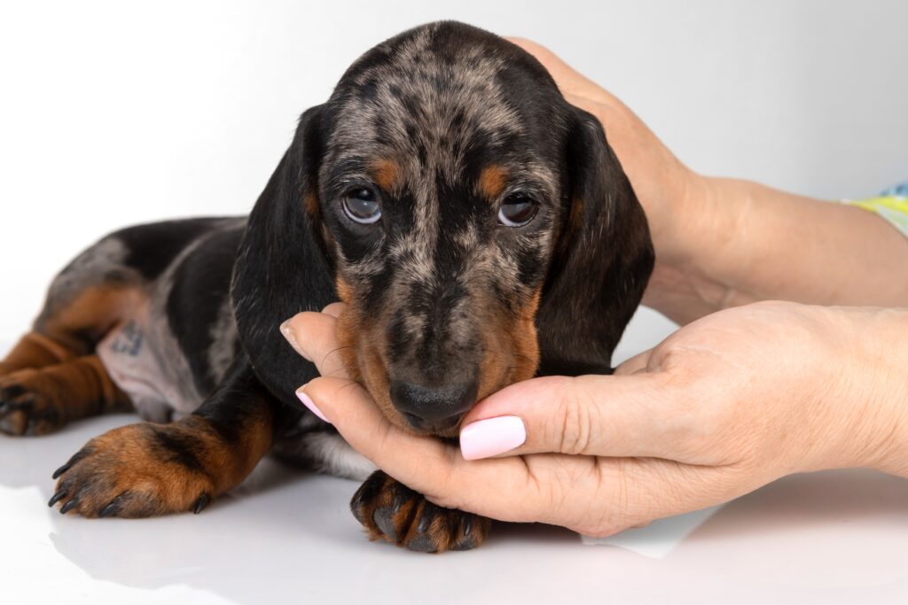 dachshund dapple