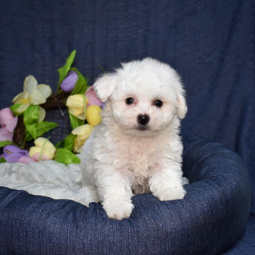 bichon frise breeders