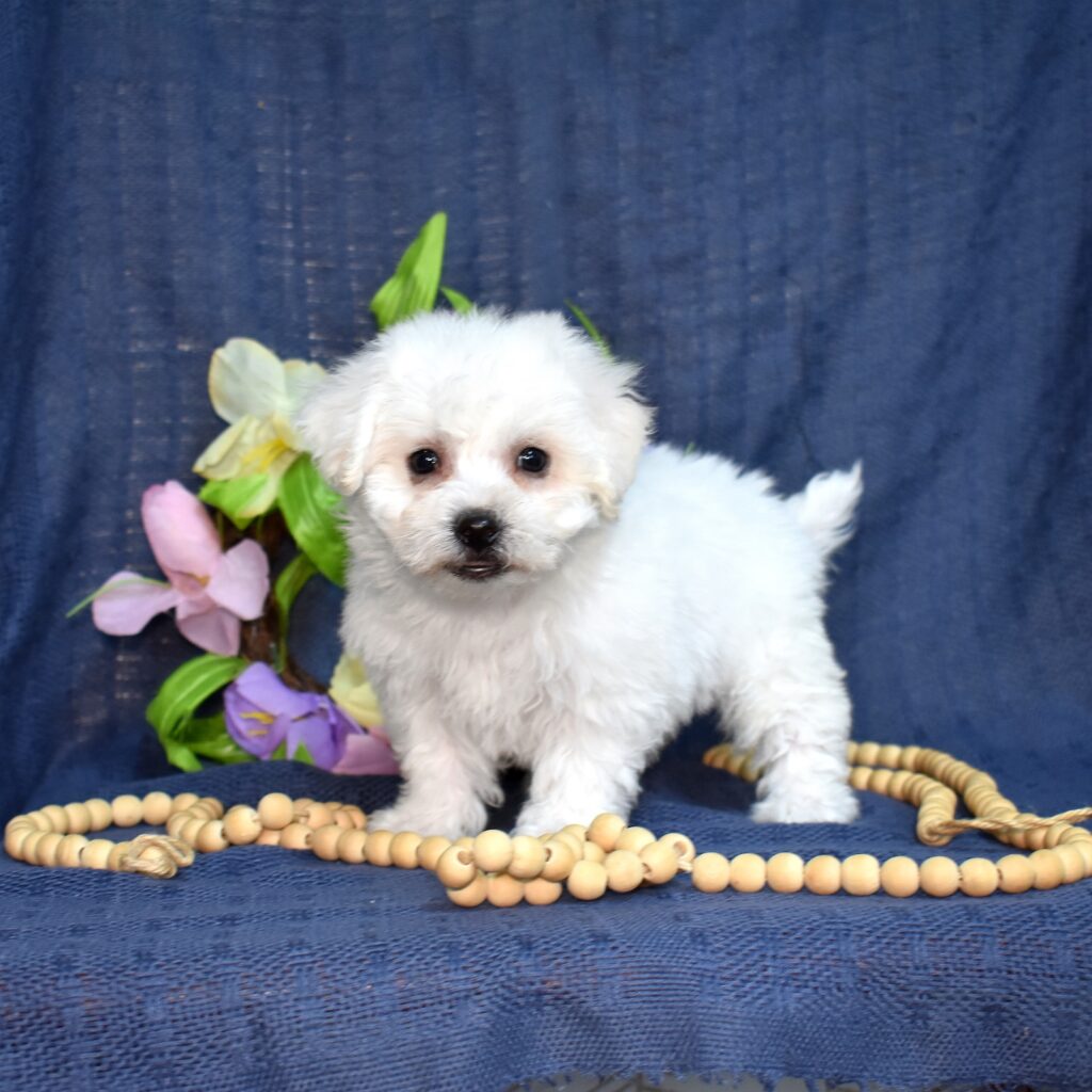bichon frise dog
