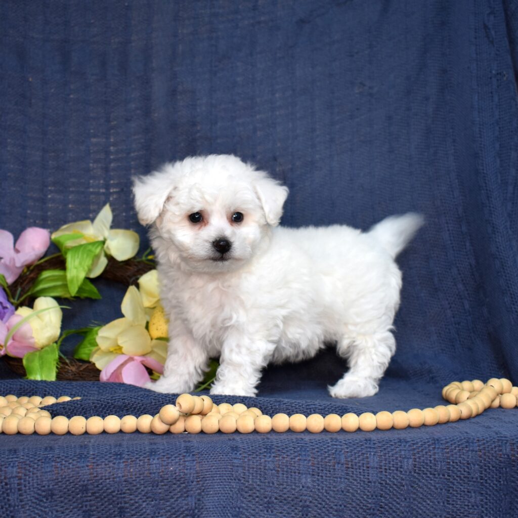 bichon frise dogs for sale