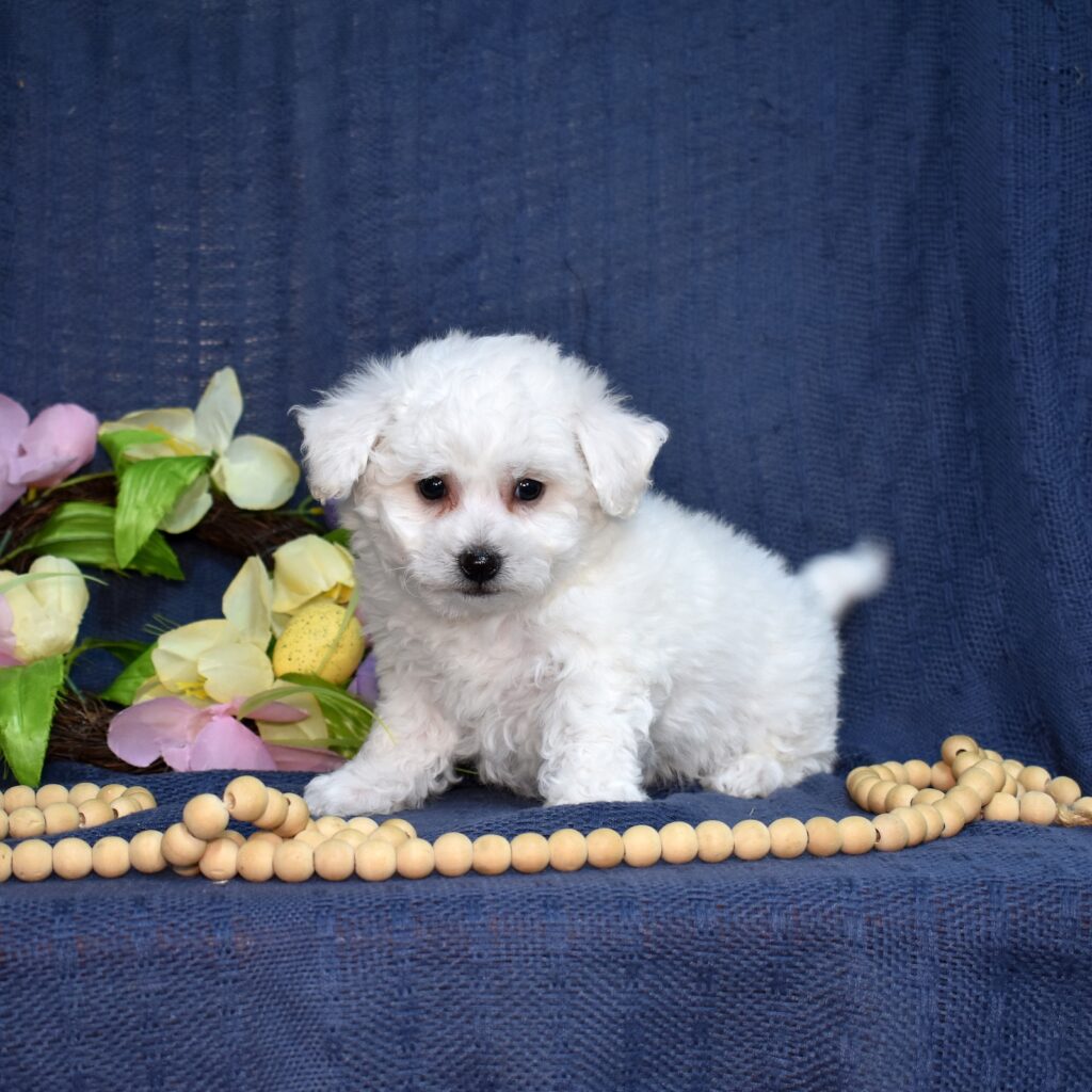 bichon frise dogs for sale near me
