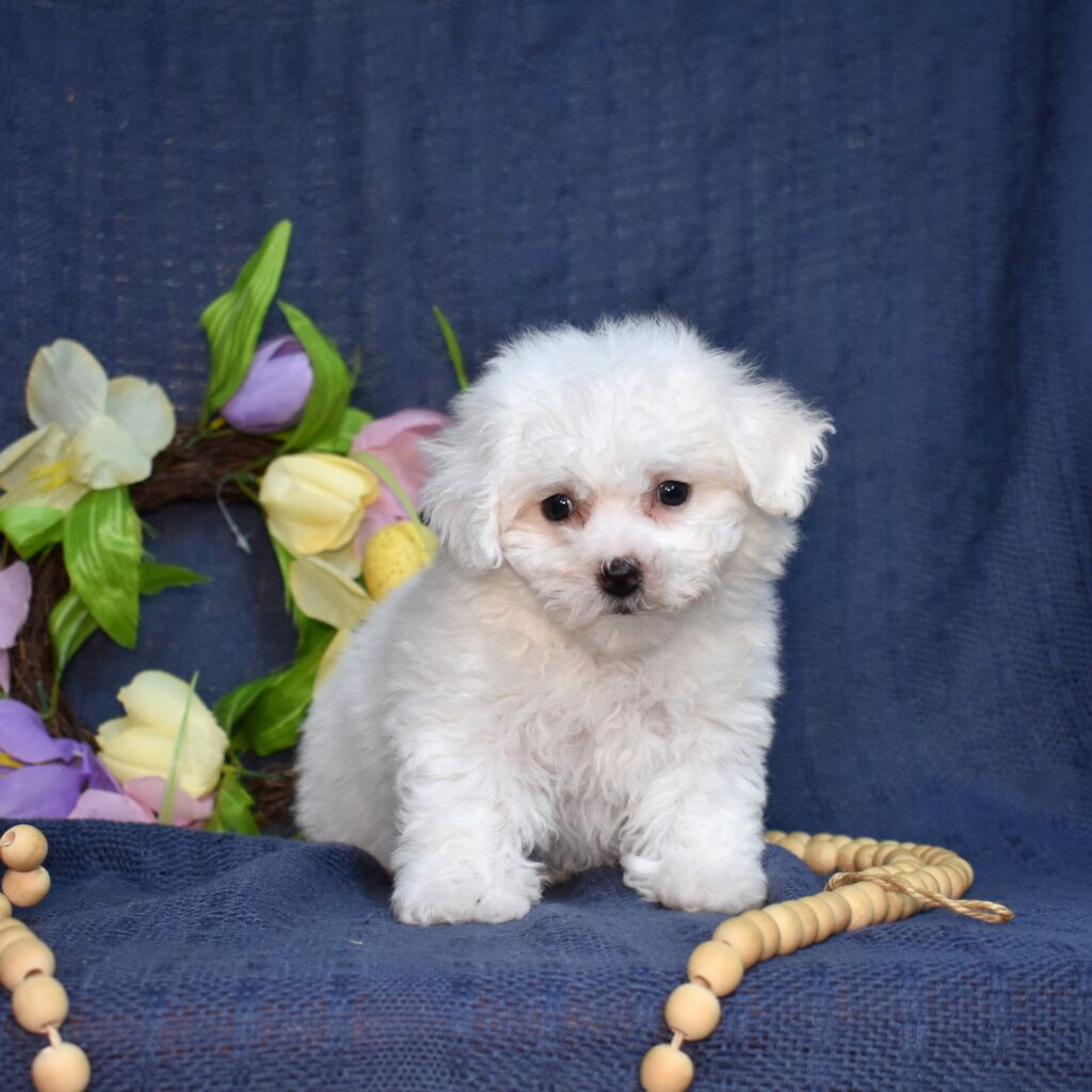 bichon frise for sale