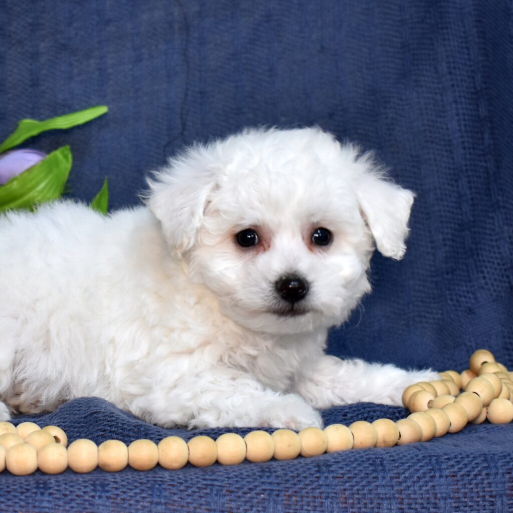 bichon frise near me