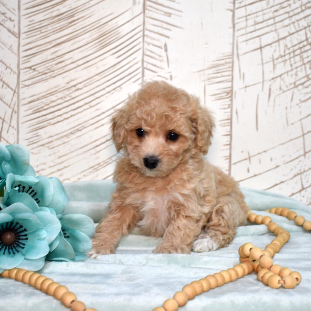 bichpoo breed