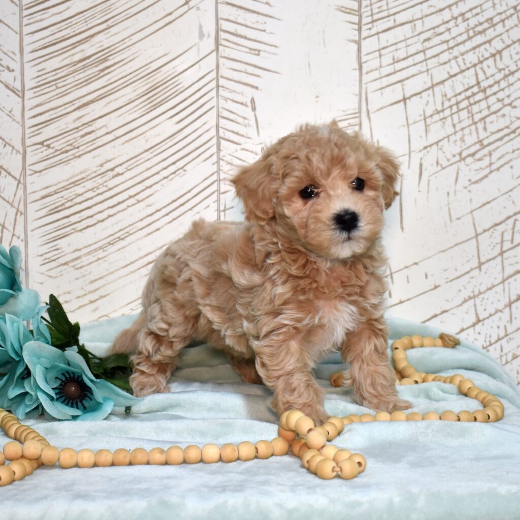 bichpoo breeder