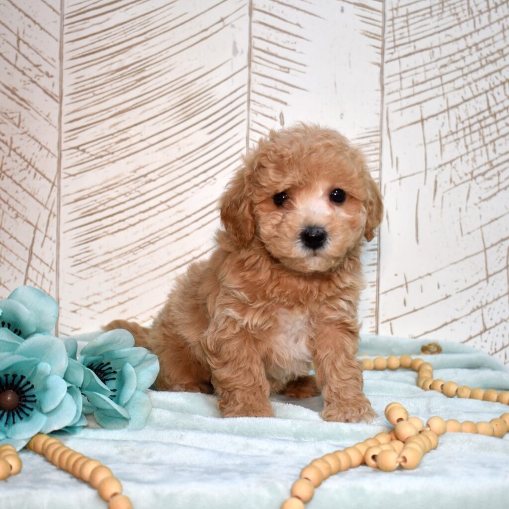 bichpoo breeders