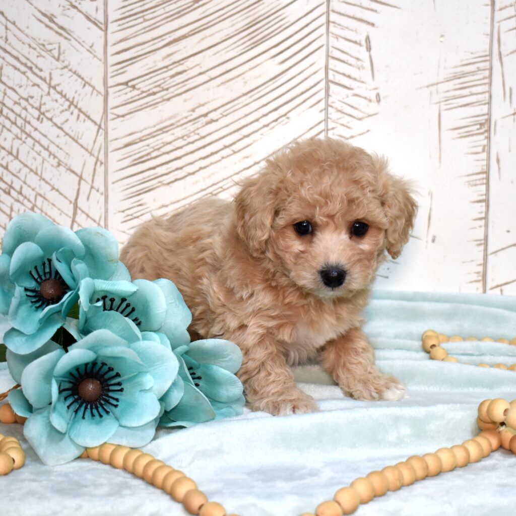 bichpoo dogs
