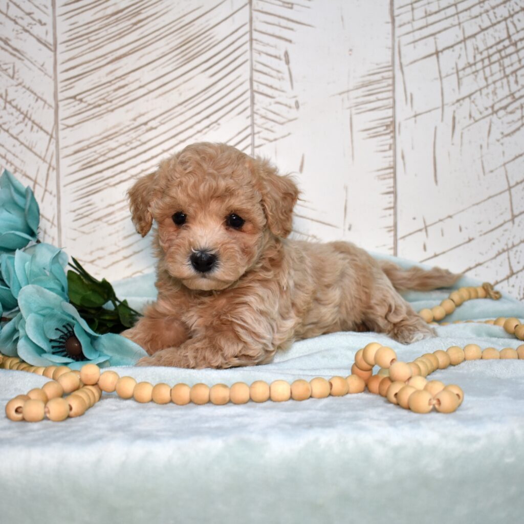 bichpoo for adoption